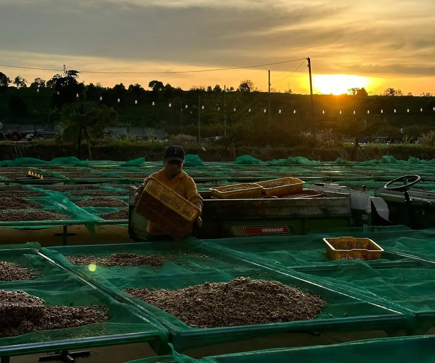 Coffee cherries drying on raised beds at sunset on a Vietnamese highland farm
